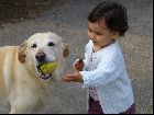 Liloo joue  la balle avec eysy le labrador